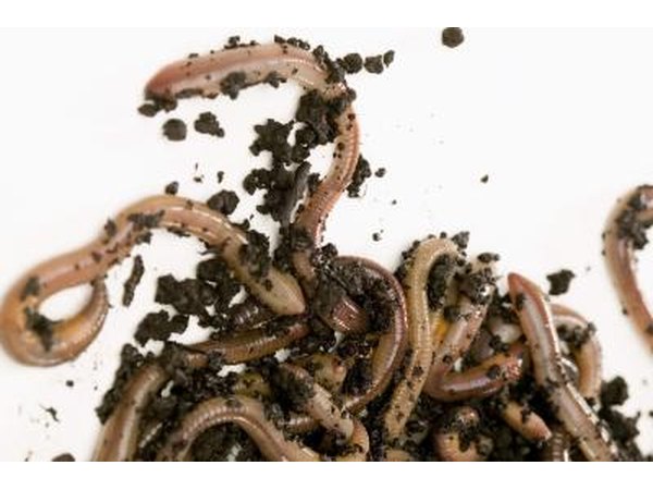 Earthworms are beneficial