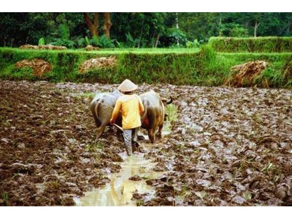 A person works in a sugar cane field in Java, Indonesia.