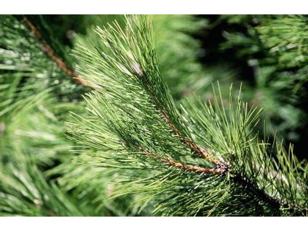 Estimate the weight of leaves or needles on the tree by collecting a small dry sample.