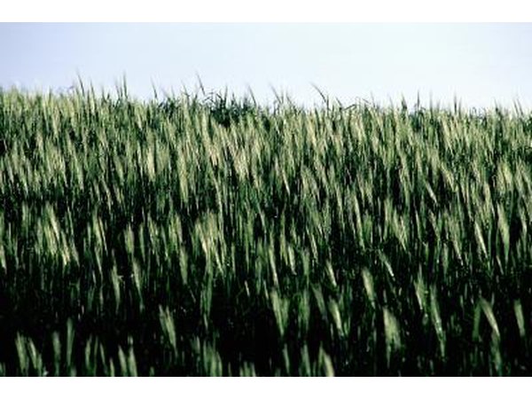 green barley grass field