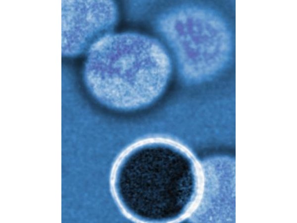 Cells