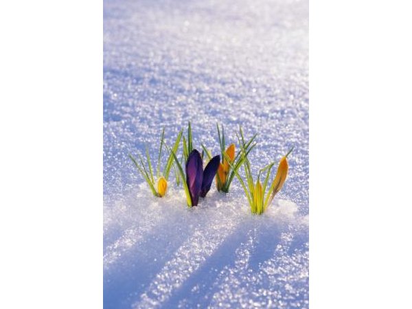 Flowers peeking through the snow bring promise for the spring.