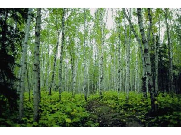 Forest in Minnesota.