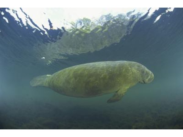 Wildlife