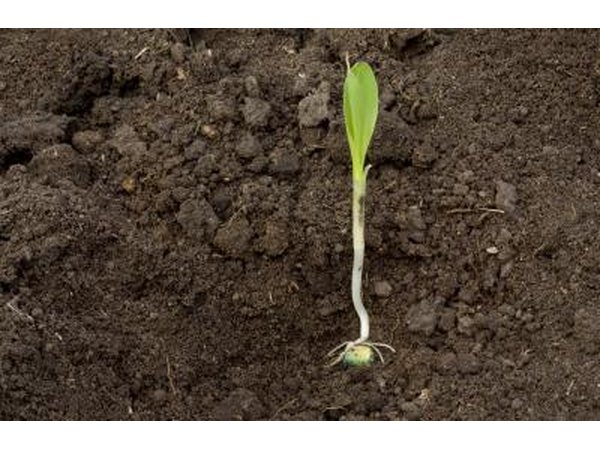 A corn seedling.