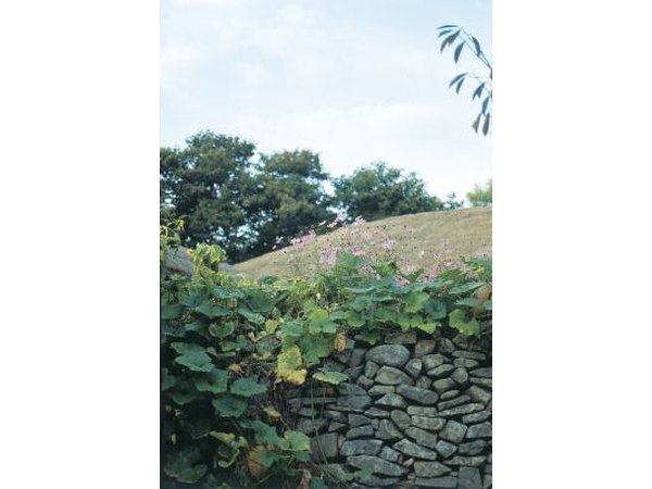 Plant creeping vines along your stone wall.