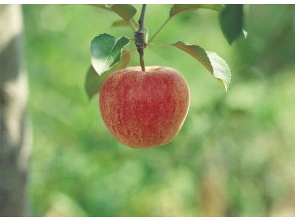 An apple hangs from a branch.