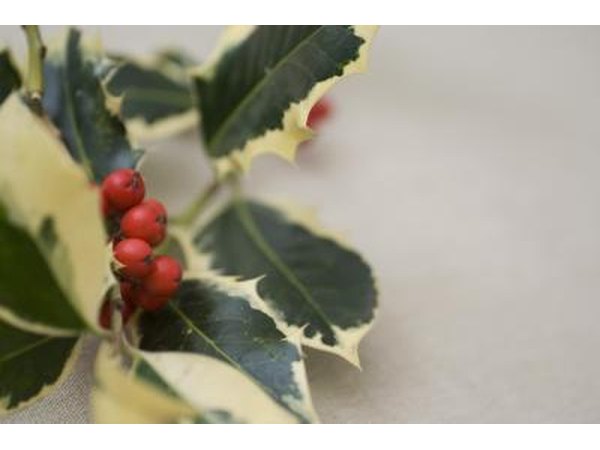 Close up of holly plant.