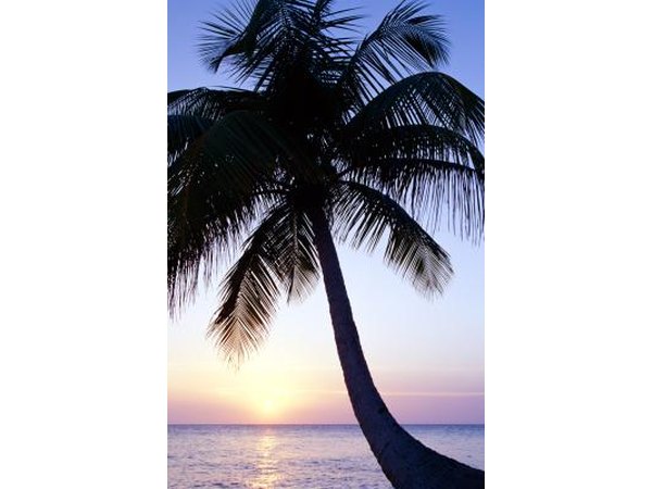 Live in Caye Caulker, Belize.