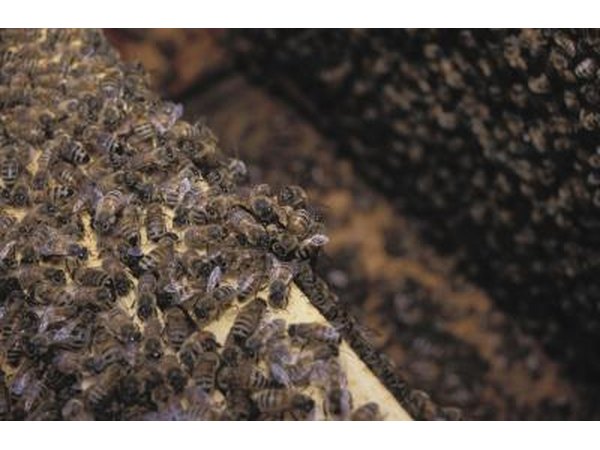 Honeybees