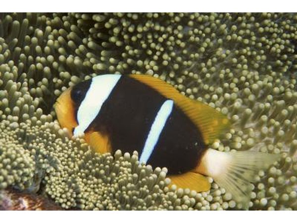 Chagos anemonefish are a form of clownfish unique to the Indian Ocean.
