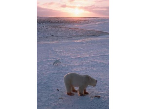 The polar bear and Arctic fox are two residents of the tundra.