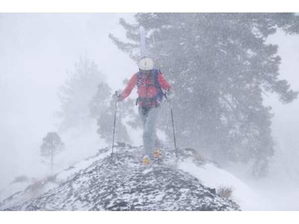 Trees and plants exposed to blizzards rarely survive the extreme cold temperatures.