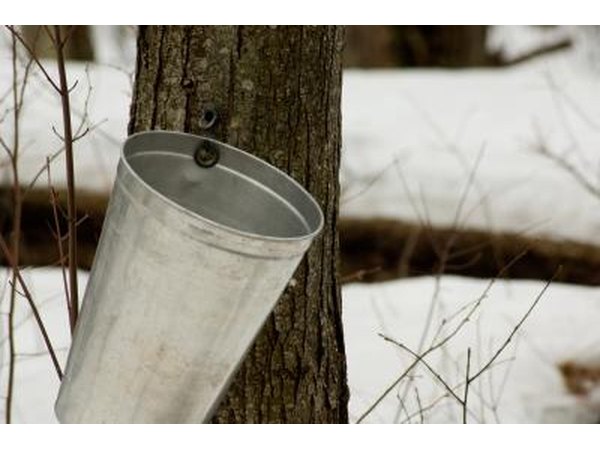 Plan a trip to the northeast when farmers are sapping the trees and making maple sugar.