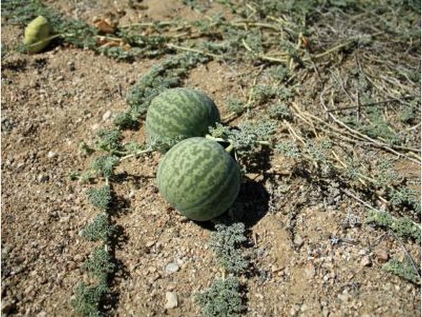 Kalahari desert melon