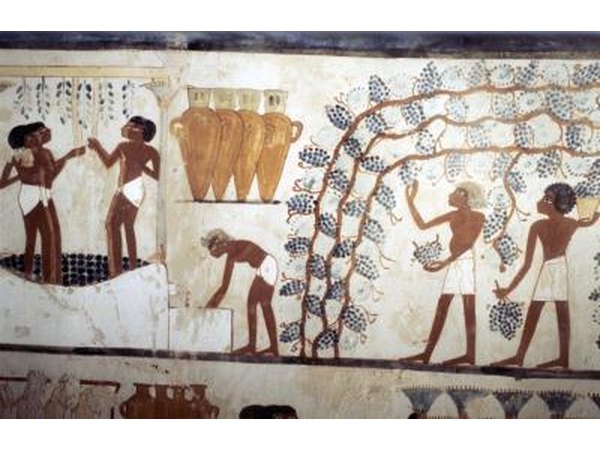 Egyptians harvest grapes to eat and to dry as raisins.