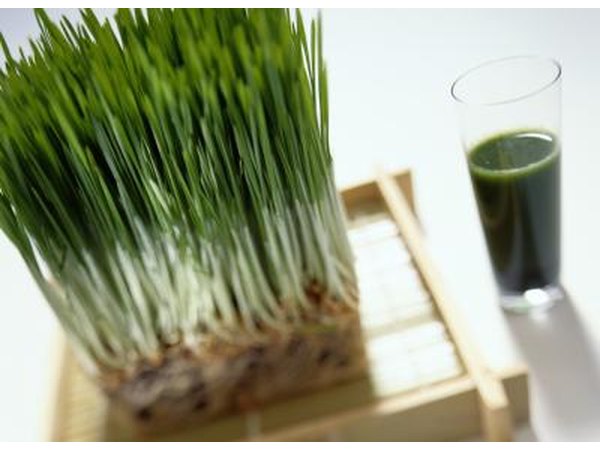 green barley juice