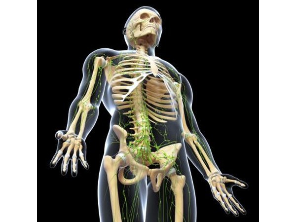 3d illustration of lymphatic system with human skeleton rendering