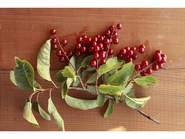 A clipped stem of a chokeberry bush on cedar.