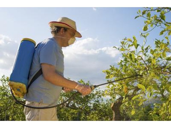 Spray insecticide.