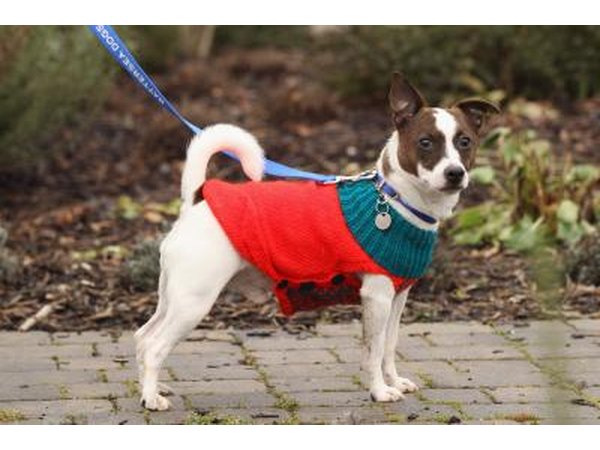 Dog wearing a re-purposed sweater