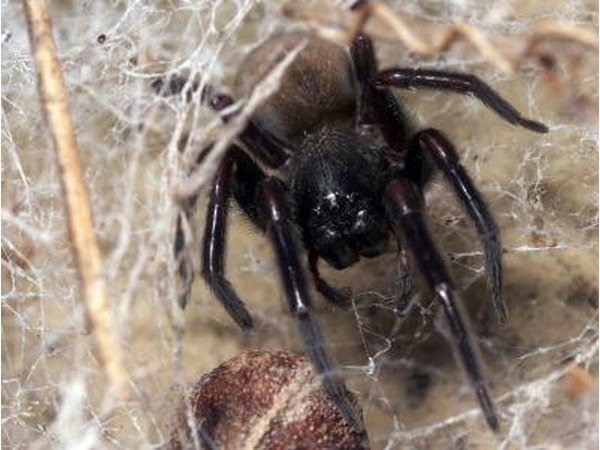 Black House Spider in web