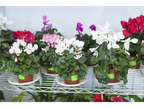 Plants and flowers at Garden store.