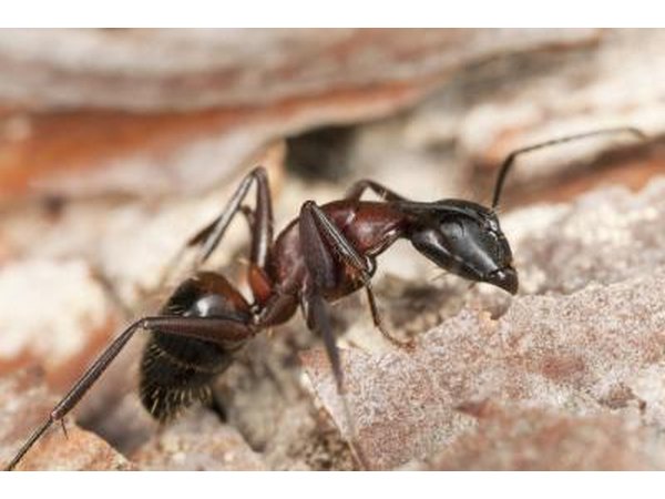 Close up of a Carpenter ant