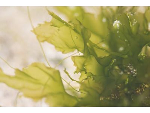 Seaweed also improves the circulation of blood and limp.