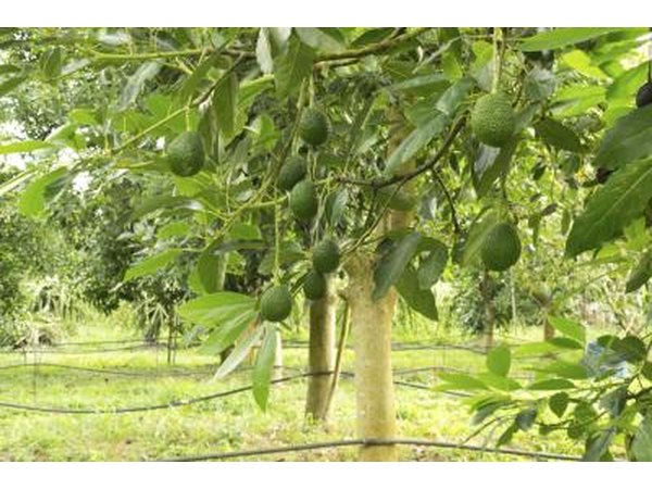 Avacado tree