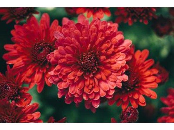 red chrysanthemums