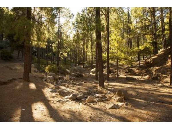 Boreal Forest Soil