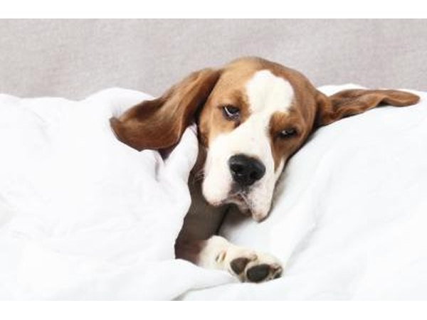 Symptoms may occur within five to seven days of infection.