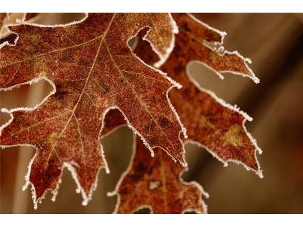 A close up of black oak leaves
