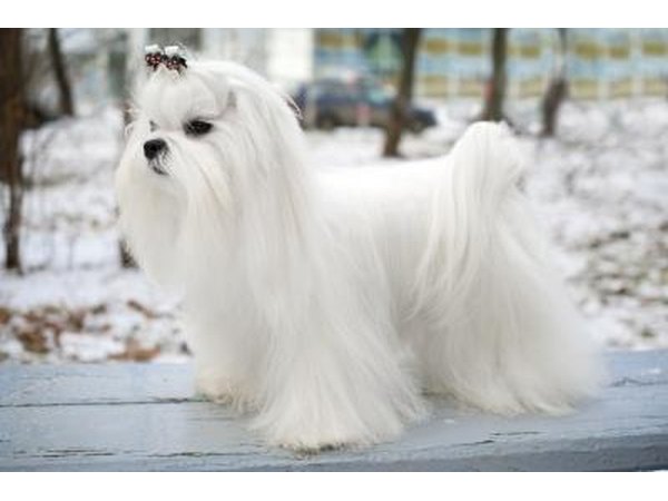 long haired maltese dog