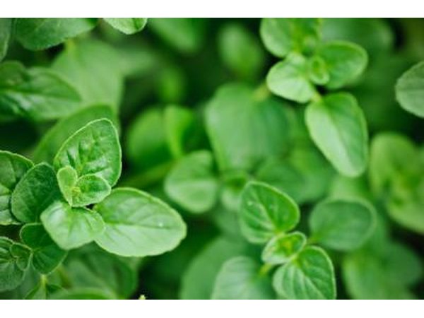 Oregano grows in an herb garden.