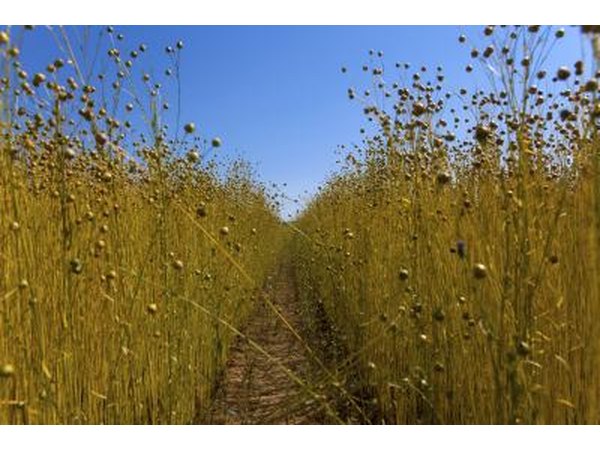 flax field