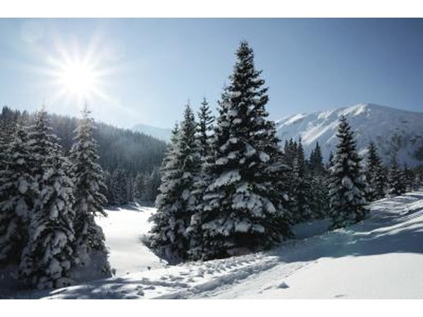 30 million trees are cut for Christmas trees each year.