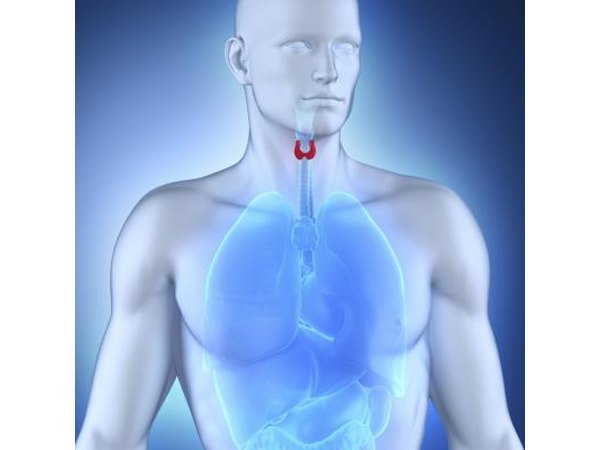 Thymus glad is in the upper chest.