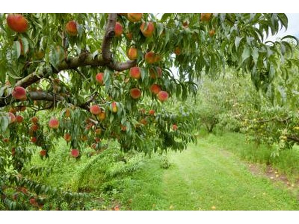 peach tree in fruit orchard