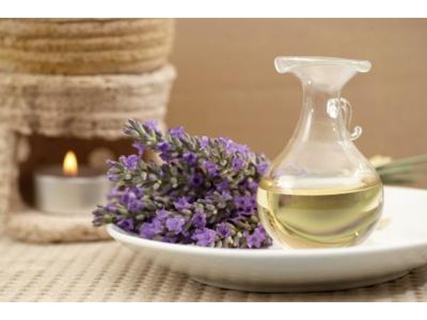 Lavender and lavender oil