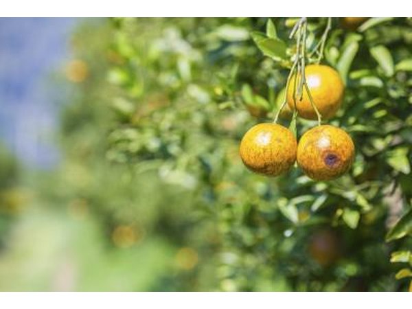 Clementines are evergreen trees.