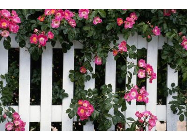 White picket fence covered with flowers