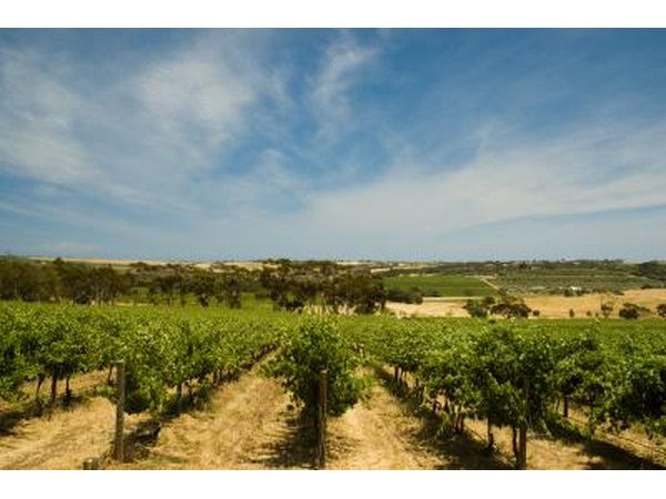 Vineyard near McLaren Vale, South Australia