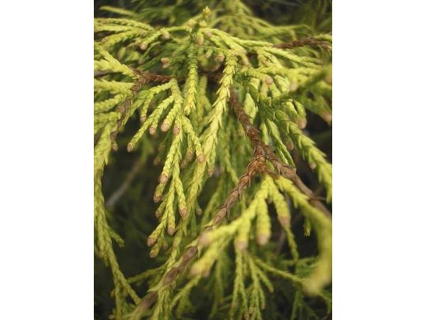 Evergreen tree branch