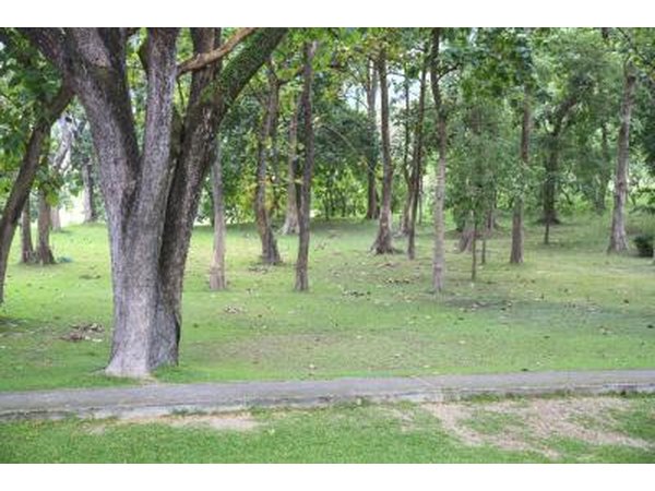 Grass in shade normally will not grow as well.