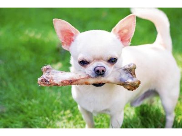 Dogs shouldn't be given bones from your dinner plate.