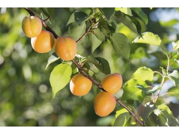 Ripe apricots growing on the branch of a tree.