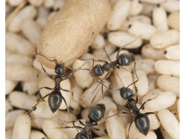 Black ants