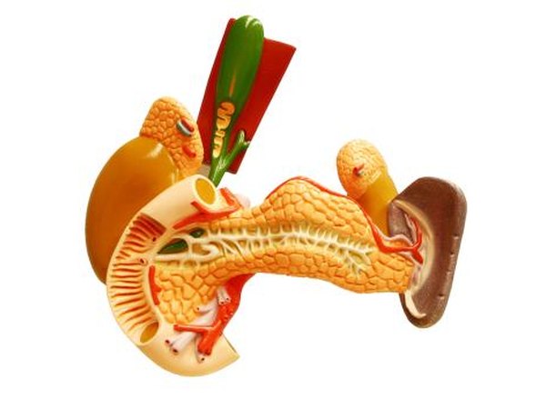 Model of the human spleen.